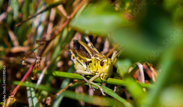 Fototapeta grasshopper camouflaged in grass
