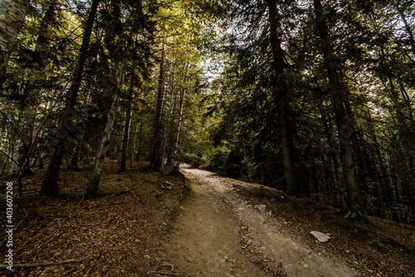 Obraz path in the woods