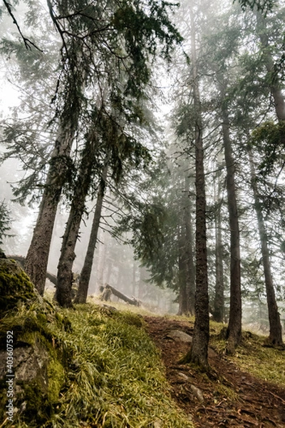 Obraz path in the woods