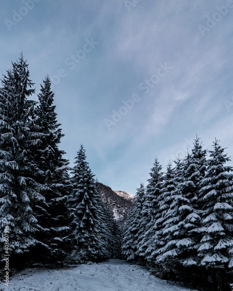 Obraz forest in winter