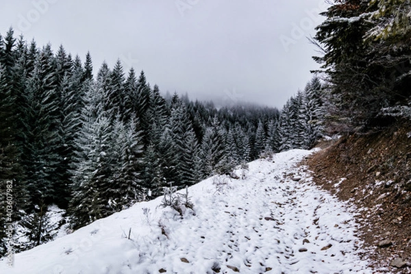 Obraz snow covered trees