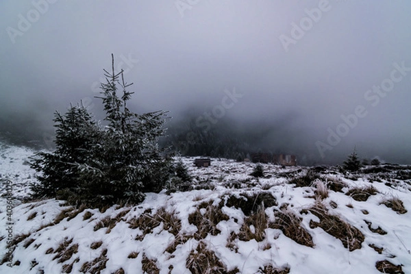 Obraz snow covered trees