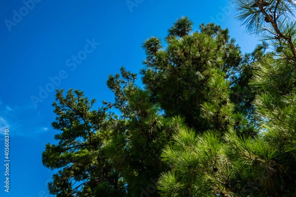 Obraz trees and blue sky