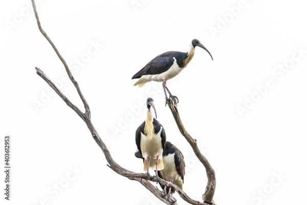 Fototapeta Australian Ibis