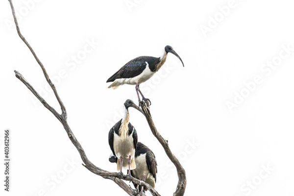 Obraz Australian Ibis