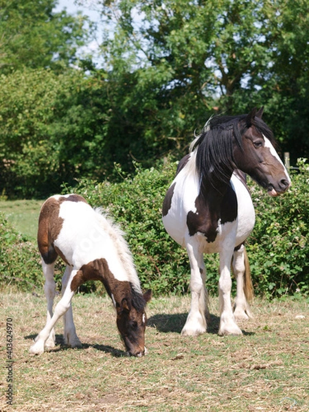 Obraz Mare and Foal
