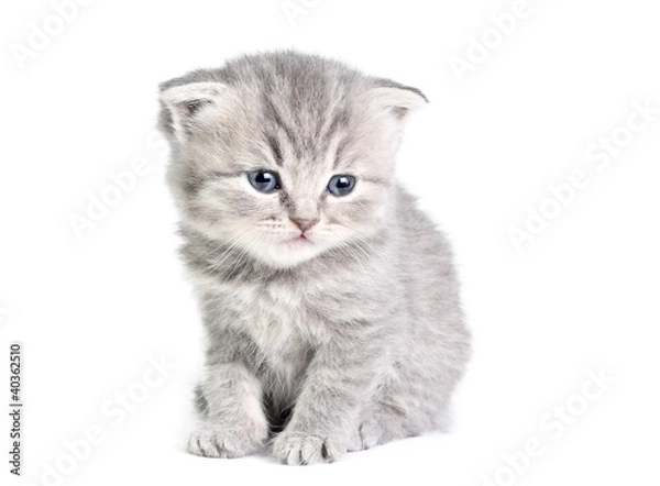 Obraz Little kitten sitting