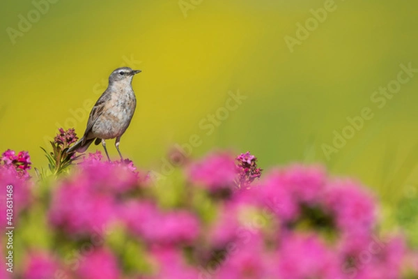 Fototapeta Waterpieper, Water Pipit, Anthus spinoletta spinoletta