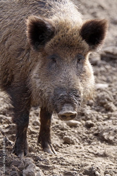 Fototapeta Wildschwein