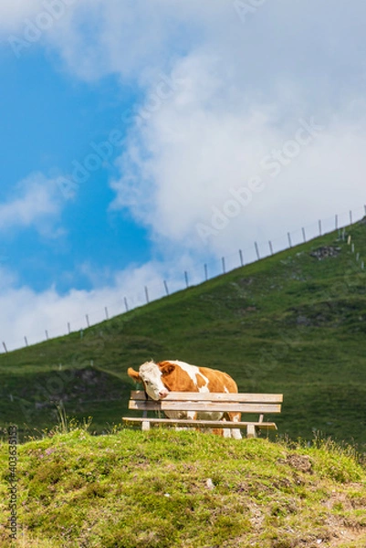 Obraz A terribly tired alpine cow leans on a tourist bench. Around a field of wildflowers, green meadow in the scenic mountains in Alps.