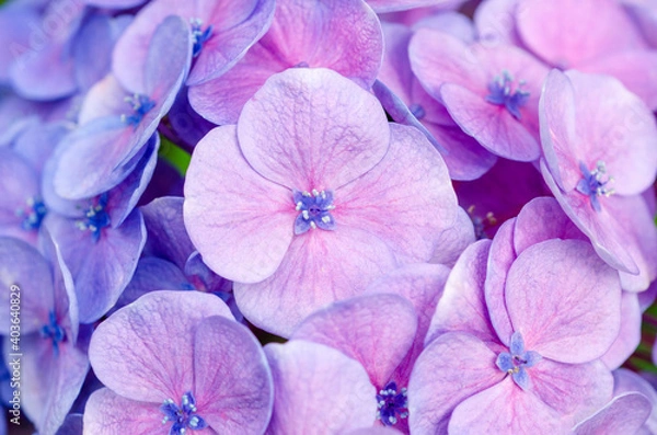 Obraz Beautiful pink flowers with blurred pattern background