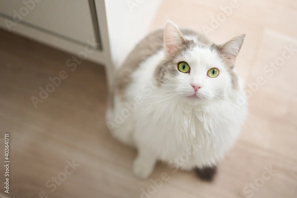 Fototapeta 家のフローリングの上に座っている白猫が見上げている