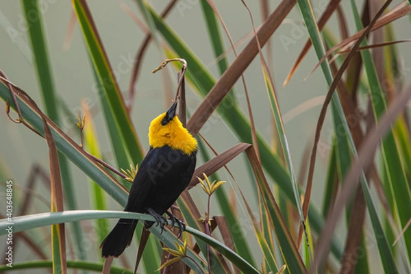 Obraz Tordo cabeciamarillo