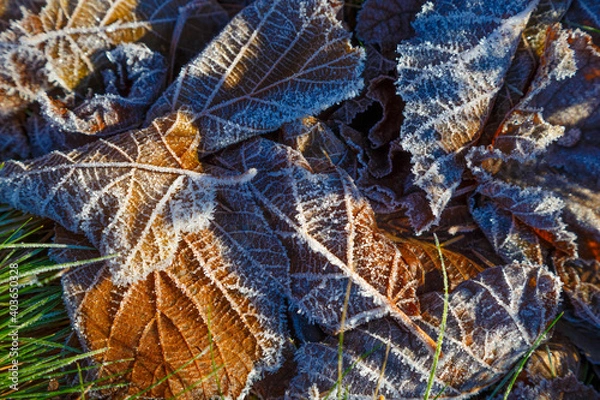 Fototapeta Frozen  leafs . Leaves covered with frost.