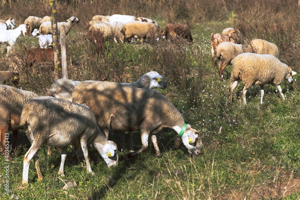 Obraz Sheeps grazing grass in the bush