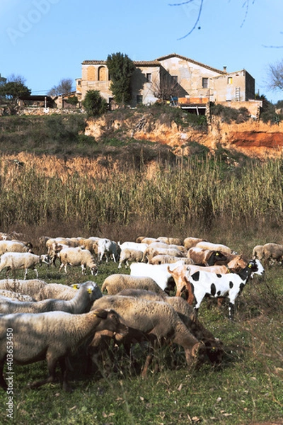 Obraz Sheeps grazing grass in the bush