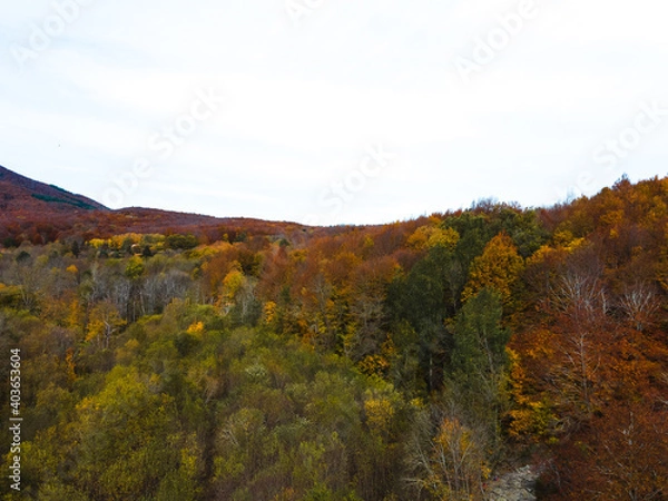 Obraz Beautiful colorful forest during autumn in Yosemite Park