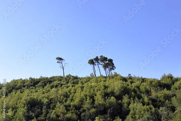 Obraz Trees on a hill