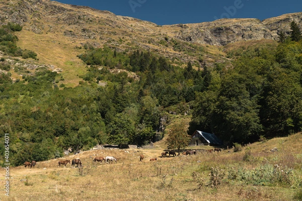 Obraz Beautiful colorful forest during autumn in Yosemite Park
