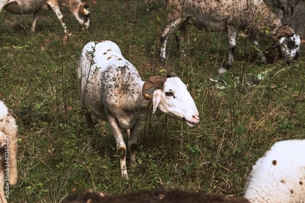 Obraz Sheeps grazing grass in the bush