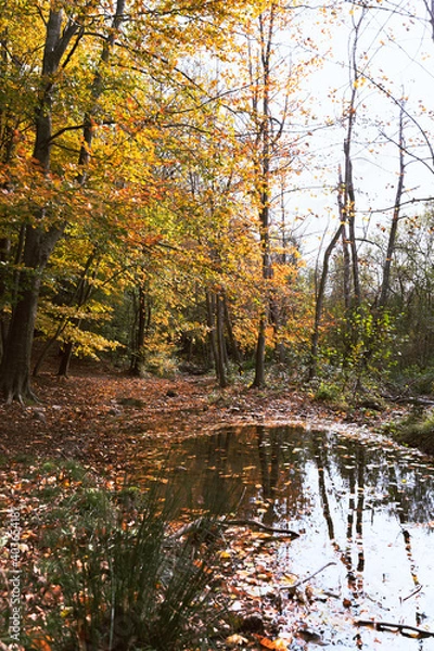Obraz Beautiful colorful forest during autumn in Yosemite Park
