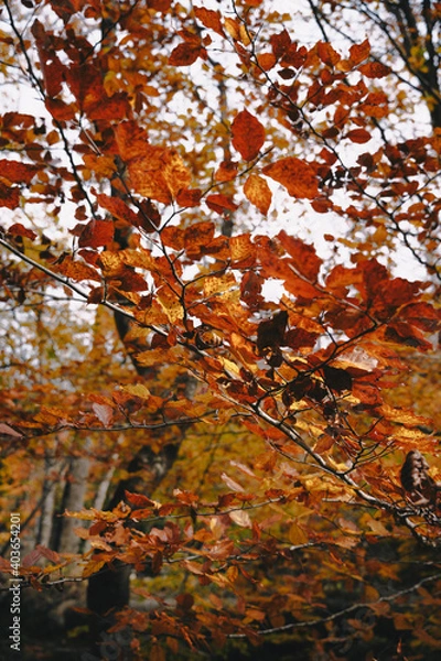 Obraz Beautiful colorful forest during autumn in Yosemite Park