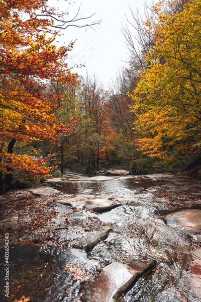 Obraz Beautiful colorful forest during autumn in Yosemite Park