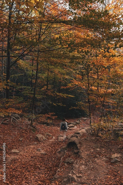 Obraz One person walking throw an atumn forest with a dog in Yosemite Park