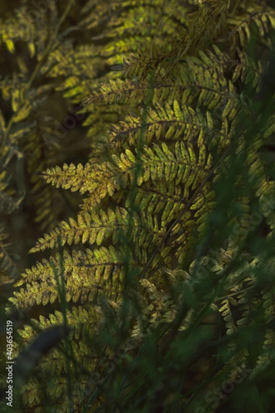 Obraz Native leaves in the forest