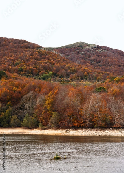 Fototapeta Beautiful colorful forest during autumn in Yosemite Park