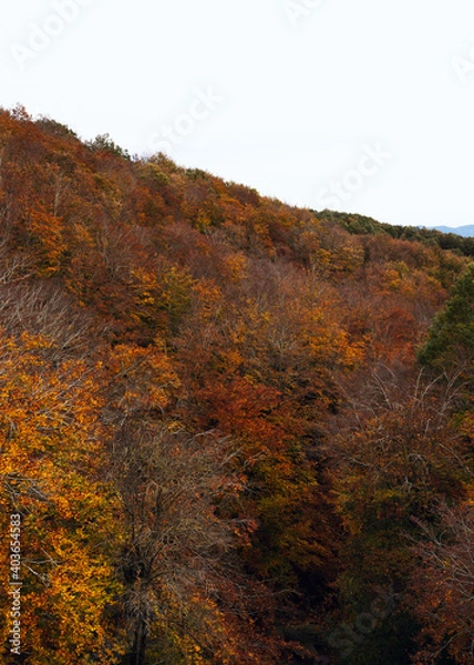 Obraz Beautiful colorful forest during autumn in Yosemite Park