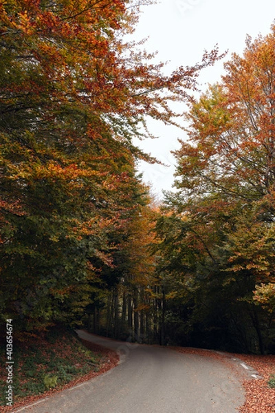 Obraz Beautiful colorful forest during autumn in Yosemite Park
