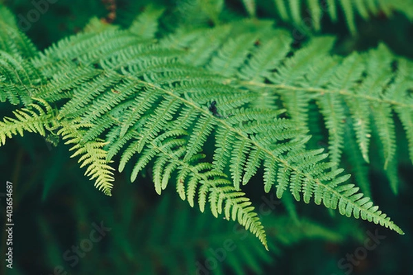 Obraz Native leaves in the forest