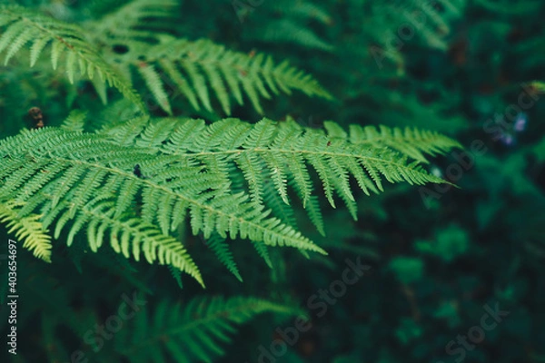 Obraz Native leaves in the forest