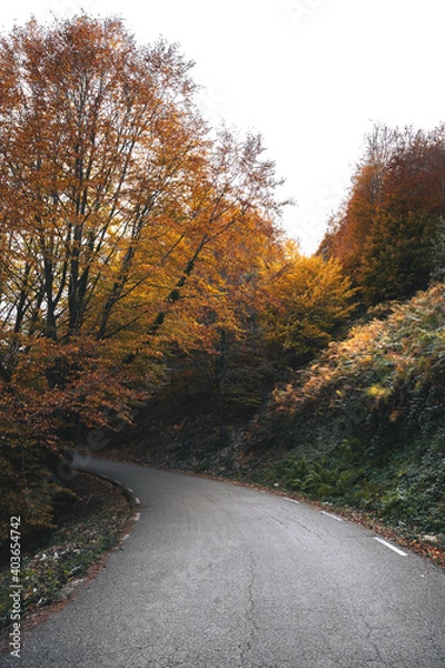 Obraz Beautiful colorful forest during autumn in Yosemite Park