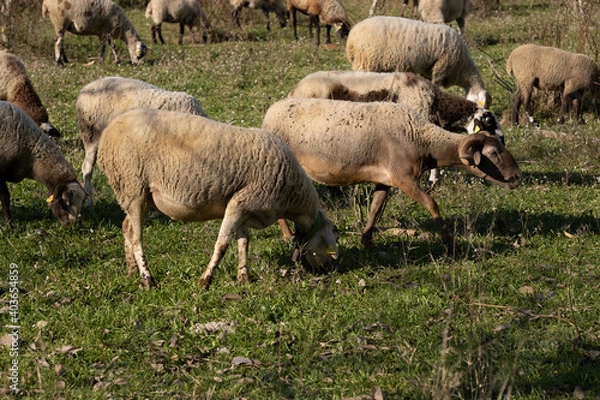 Obraz One person walking throw an atumn forest with a dog in Yosemite Park