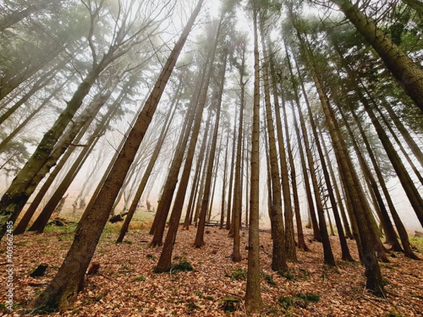 Obraz Deforestation makes climate change and global warming