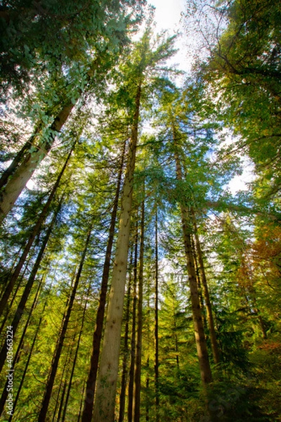 Fototapeta forest in summer