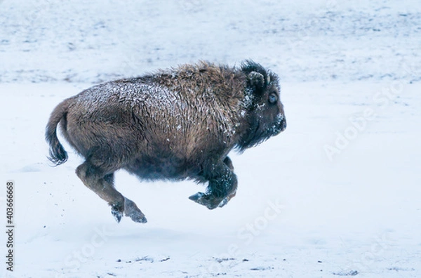 Obraz Four Feet In the Air - a bison calf runs and plays in the falling snow. Yellowstone National Park.