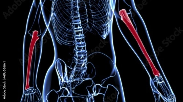 Fototapeta Human skeleton anatomy Ulna Bone 3D Rendering