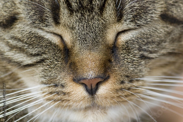 Obraz Sweet Kitty Face