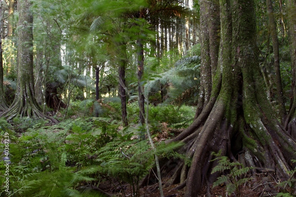 Obraz Tropical jungle