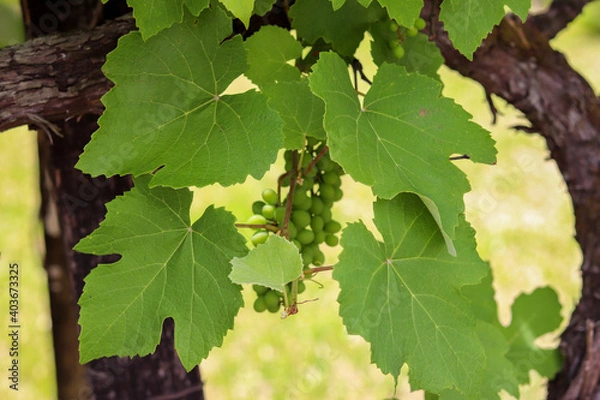 Fototapeta A beautiful vine with grapes at the beginning of growth.