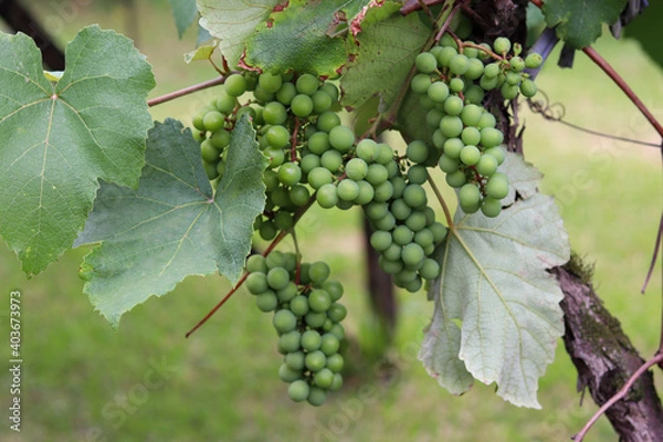 Fototapeta A beautiful vine with grapes at the beginning of growth.