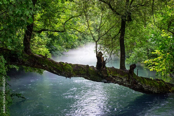 Obraz Złamane drzewo nad rzeką Blau w Blautopf, Blaubeuren, Niemcy