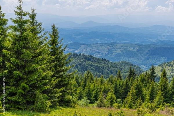 Obraz pine forest in the mountains