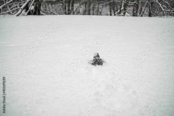 Fototapeta The toad walks in the snow