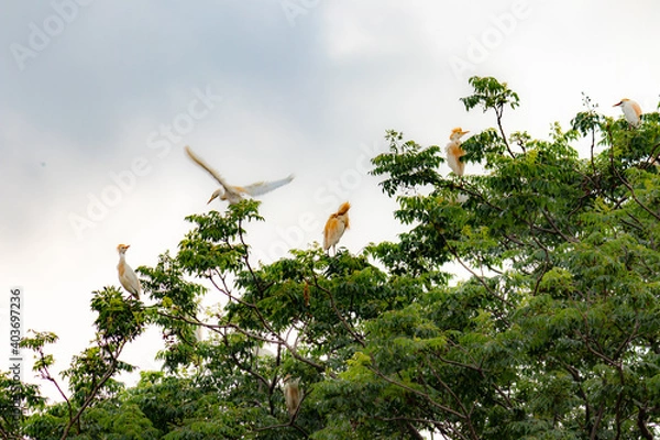 Obraz ARVORE COM GARÇA