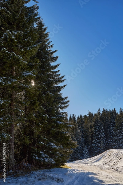Fototapeta Forest path with pine trees and sun rays