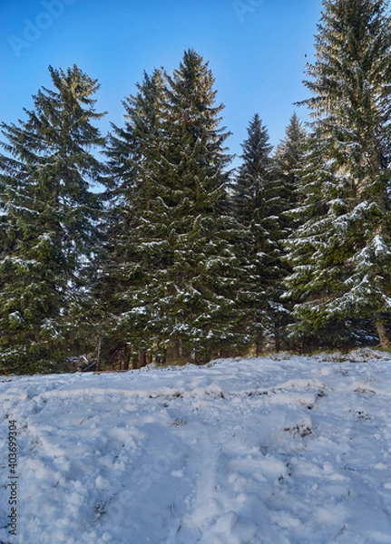 Obraz Pine wood and snow path